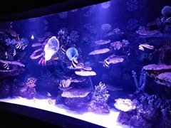 Океанариум