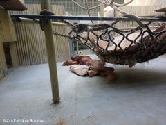 Дрезденский зоопарк